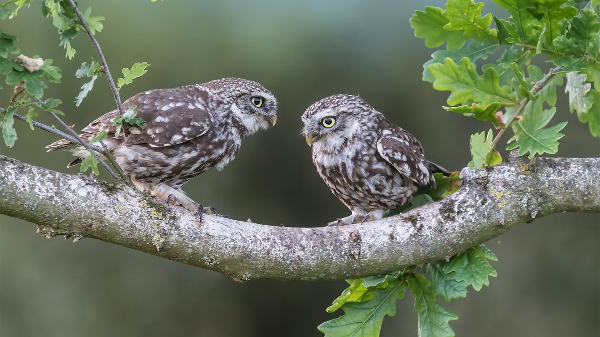 中美篮球热战，爵士VS浙江一役定乾坤，浓眉NBA季后赛化身关键先生